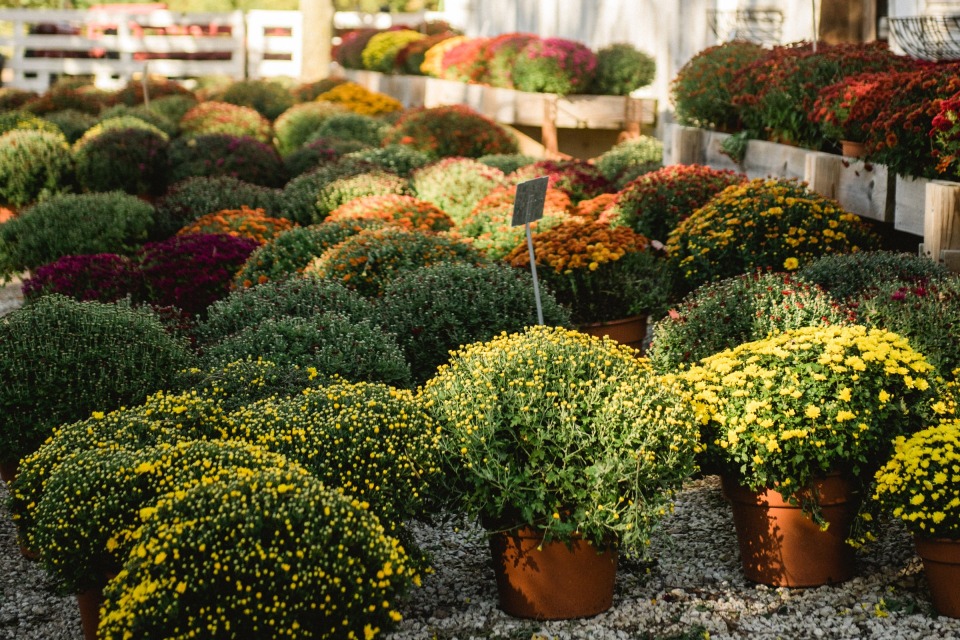 Howell’s Greenhouse & Pumpkin Patch photo