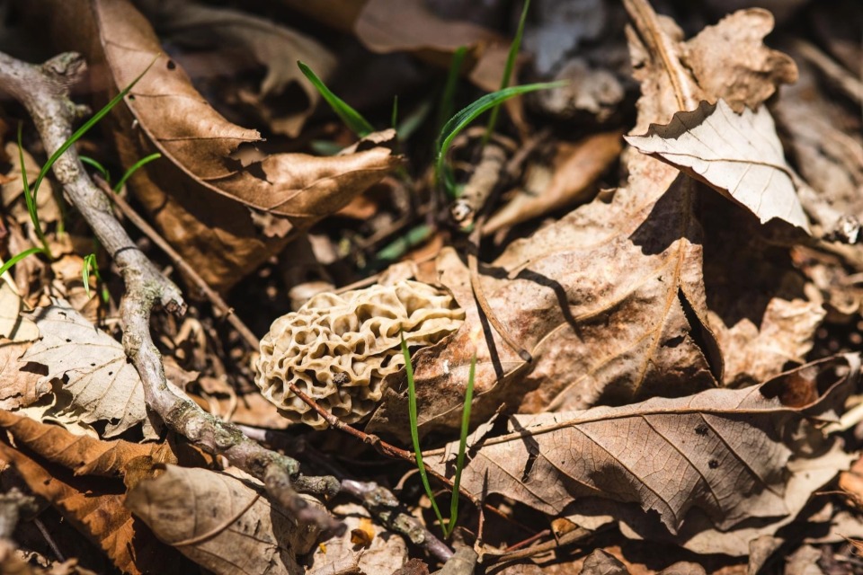 Goeldner Woods County Park photo