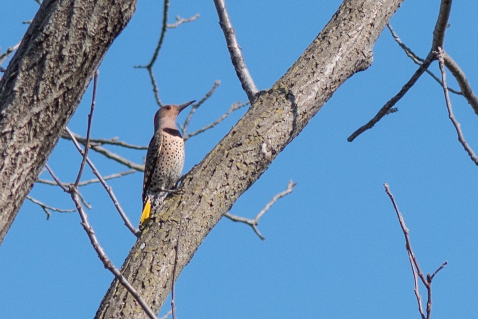 McBride Timber Preserve photo